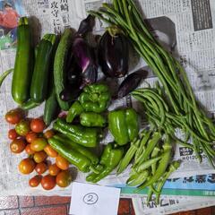 【お取引先決定済】朝取り野菜のおまとめセット②