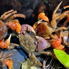 ベンケイガニの画像