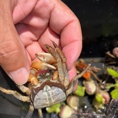 ベンケイガニの画像
