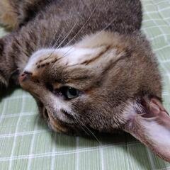 ボーカル、ギター。ピアノ募集