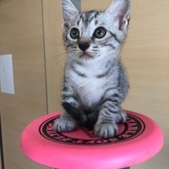 可愛い仔猫の里親募集
