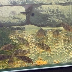 問い合わせ殺到のため🙇‍♀️　オールド　コリドラスステルバイ10匹まで　1匹150円の画像