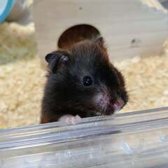 長毛ハムスターの女の子