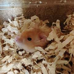 〖里親様決定しました〗長毛ハムスターの男の子(サテンぽい)