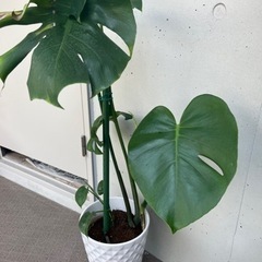 【観葉植物】元気なモンステラ★陶器鉢