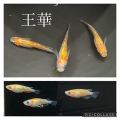 ｛7/3更新｝【nego_mdk】改良メダカ針子〜幼魚
