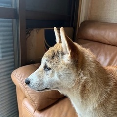 子犬の里親募集❣️5ヶ月❣️ 引渡し決定・すみ
