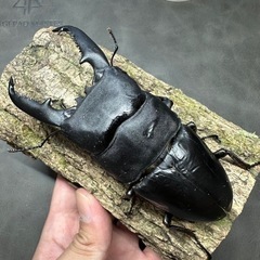 【幼虫】パラワンオオヒラタクワガタ 4匹