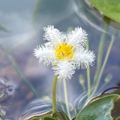🐸ビオトープ用水草各種差し上げます(受付月〜木曜日まで)