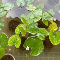 🐸ビオトープ用水草各種差し上げます(受付月〜木曜日まで)の画像