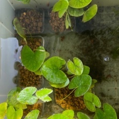 🐸ビオトープ用水草各種差し上げます(受付月〜木曜日まで)の画像