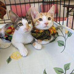 ねこの譲渡会8／3（土）名古屋市南生涯学習センター　見学だけでもOKです。の画像