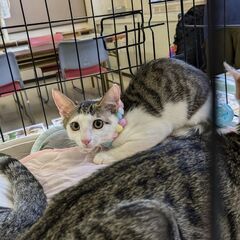 ねこの譲渡会8／3（土）名古屋市南生涯学習センター　見学だけでもOKです。 - 名古屋市