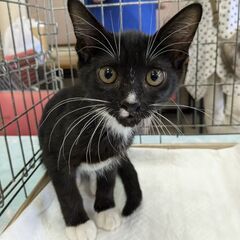 ねこの譲渡会8／3（土）名古屋市南生涯学習センター　見学だけでもOKです。 - その他