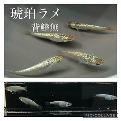 【nego_mdk】メダカの針子抜け〜若魚　
