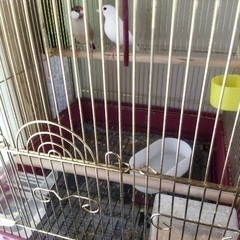 文鳥　仲良しペア