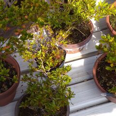 たくさんある雑木盆栽の中から選んで持ち帰ってください。草花もあり...
