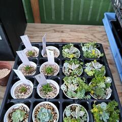 多肉植物の画像