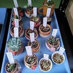 多肉植物の画像