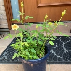 ６号鉢のミニバラ 差し上げますꕤ︎︎·͜· ︎︎