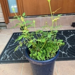 ６号鉢のミニバラ 差し上げますꕤ︎︎·͜· ︎︎の画像