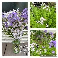 お花15種類まとめて ガーデニング