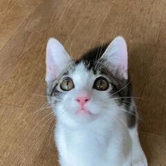 猫の譲渡会7/28　in川崎市動物愛護センター　家族にしてください