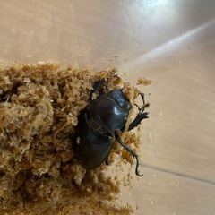 ミヤマクワガタ　ペア  の画像