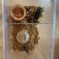 ミヤマクワガタ　ペア  の画像