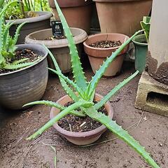 キダチアロエの画像