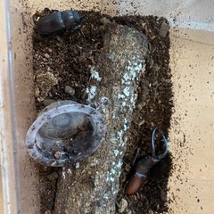 ノコギリクワガタ　ペア　の画像