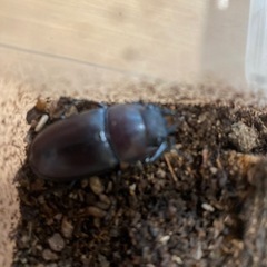 ノコギリクワガタ　ペア　の画像