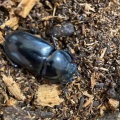 大クワガタ　ペア　の画像