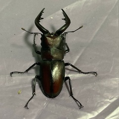 ノコギリクワガタ♂♀ペア