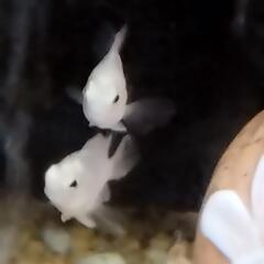 プラチナホワイトパロット熱帯魚の画像