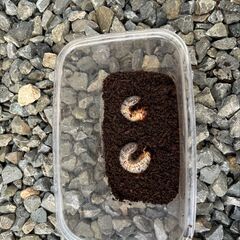カブトムシ幼虫