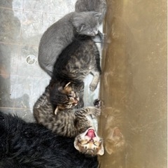 子猫 里親募集 キジトラ2匹♂