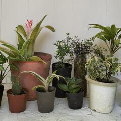 ①🌿植物色々セット🌿の画像