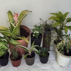 ①🌿植物色々セット🌿