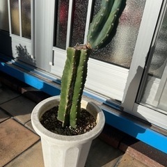 柱サボテン(鉢植え)トゲ無し