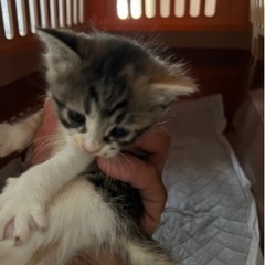 三毛猫子猫ちゃん