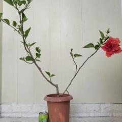 【💖Thankyou💖】八重ハイビスカス🌺植物の画像