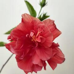 【💖Thankyou💖】八重ハイビスカス🌺植物の画像
