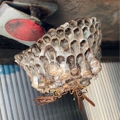 蜂の巣　駆除　撤去　松伏町 - 地元のお店