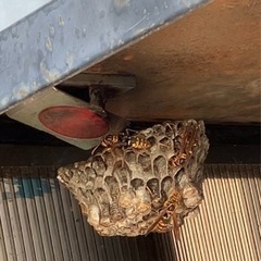 蜂の巣　駆除　撤去　松伏町 - 害虫/害獣駆除