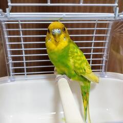 セキセイインコ - 横浜市