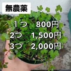 水草MIXポット⑩