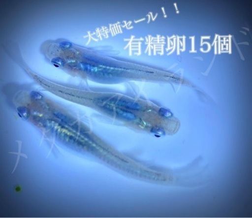 【配送】深海 卵 15個＋α保証分 めだか メダカ キラキラ 最高級 ラメ ヒレ 光 美 レア 希少 有精卵 体外光 だ ブルー 水色 卵 ダルマ