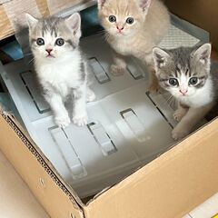 【決まりました】スコティッシュフォールドとブリティッシュショート...
