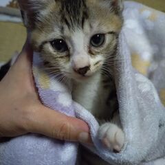 🌟里親さん募集　約3ヶ月の仔猫達です🌟